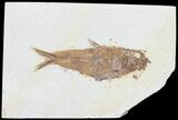 Knightia Fossil Fish - Wyoming #60476-1